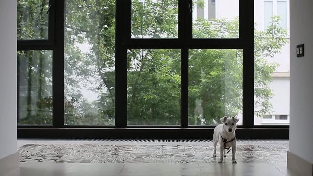 Dog waiting still stands and waits at home