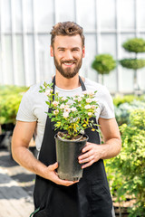 Portrait of a handsome gardener holding a pot with flower in the greenhouse. Plant seller taking care of flowers in the shop