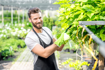 Handsome gardener in black apron pruning a tree in the greenhouse. Growing and taking care of the...