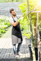 Handsome gardener in black apron pruning a tree in the greenhouse. Growing and taking care of the...