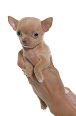 puppy chihuahua in studio