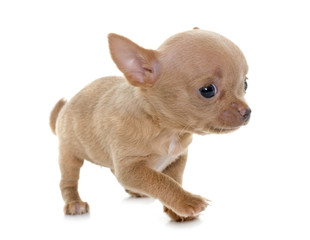 puppy chihuahua in studio