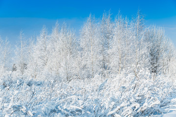 The snowy forest in January