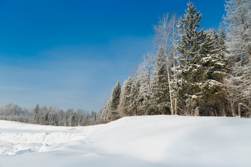 The snowy forest in January