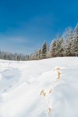 The snowy forest in January