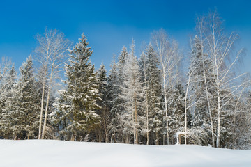 The snowy forest in January