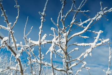 Fototapeta na wymiar The snowy trees in January
