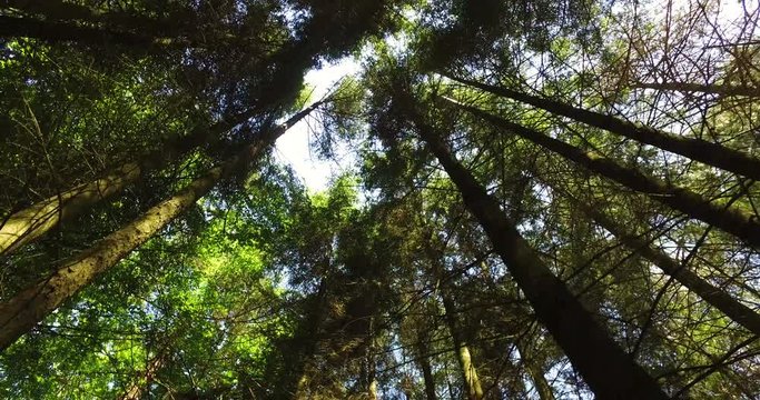 Panning through a forest canopy looking up into the sun on a summers day