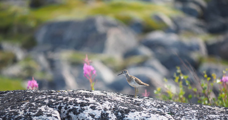 Sandpiper bird on a rock
