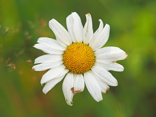 Obraz premium Chamomile in the forest