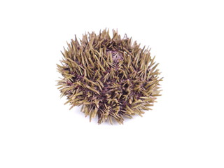 dry sea urchin on white background