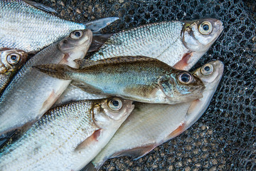 Eurasian ruffe on the pile of freshwater common bream fish and s