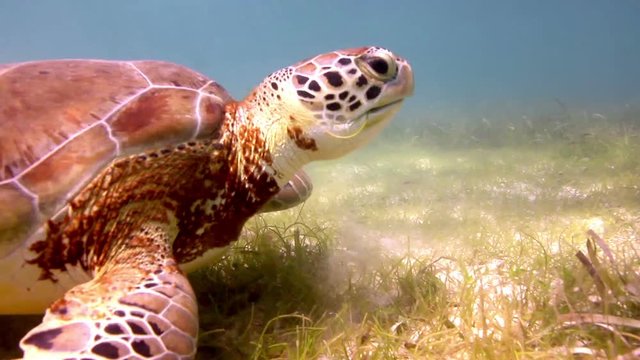 the loggerhead turtle filmed underwater
