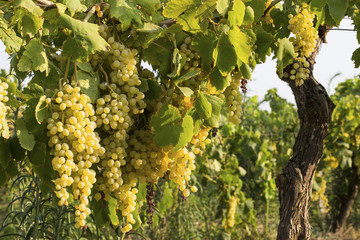 Fototapeta premium Üzüm Bağı