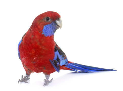 Fototapeta Crimson rosella in studio