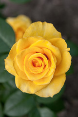 Yellow rose in the garden