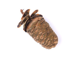 bump fir on a white background