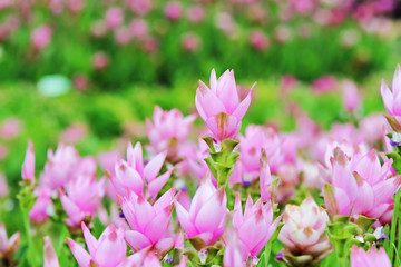 Obraz na płótnie Canvas pink flower at flowers garden and background blur . 