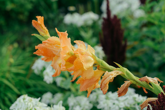 gladiolus flower with drops of dew on petals