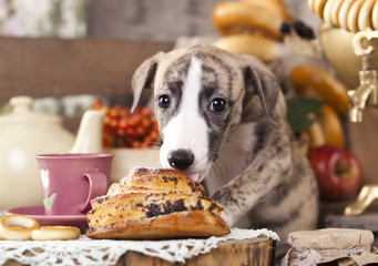 small English hound, whippet