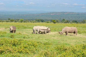 Naklejka na ściany i meble Rhinos in african savanna, Nakuru national park, Kenya 