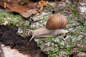Helix pomatia, common names the Burgundy snail, Roman snail, edi
