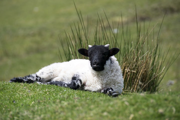 Lamm