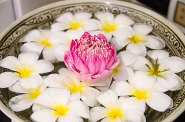 Plumeria spa flowers over  water with pink lotus