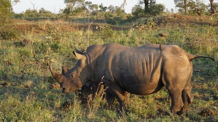 Obraz premium Nashorn mit Rotschnabel-Madenhackern/Ein Nashorn im Krüger-Nationalpark in Südafrika, auf dem mächtigen Körper sind zwei Rotschnabel-Madenhacker auf Nahrungssuche 