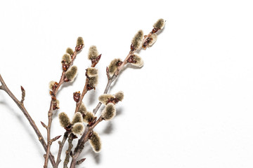 Fluffy pussy willow (catkin) twigs on white background