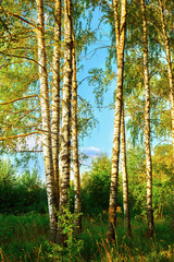 summer in birch forest