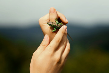 man holding in hands colorful green lizard on background of wood