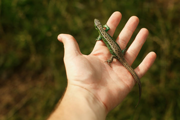 man holding in hands colorful green lizard on background of wood