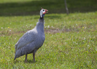 Bird sentry