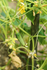 cornichon