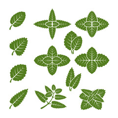 Mint leaves vector set
