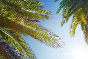 Fototapeta na wymiar Palm trees with a sky and the sun