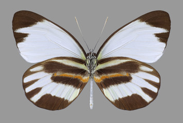 Butterfly Perrhybris pamela amazonica on a gray background