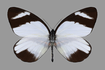Fototapety  Motyl Perrrhybris lorena na szarym tle