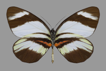 Butterfly Perrhybris lorena (underside) on a gray background