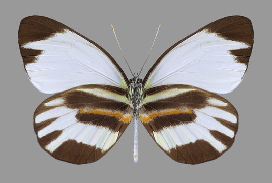 Butterfly Perrhybris pamela amazonica on a gray background