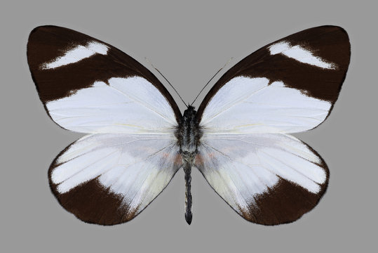 Butterfly Perrhybris lorena on a gray background