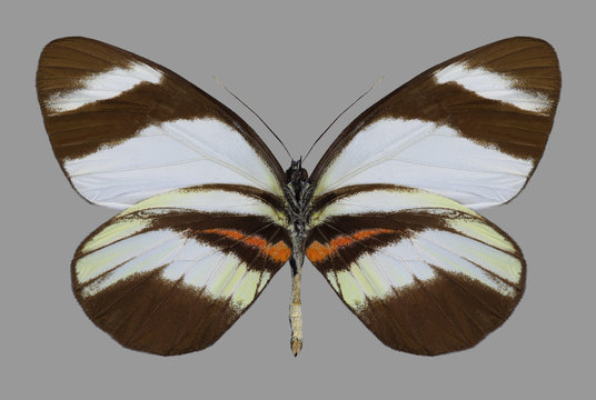 Butterfly Perrhybris lorena (underside) on a gray background