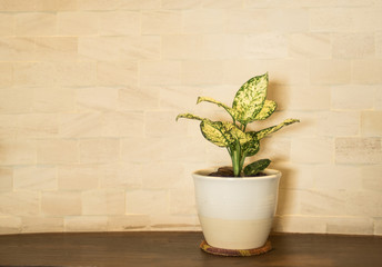 yellow wall and plant. 