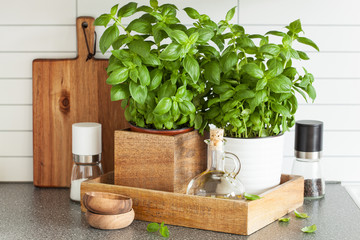 fresh basil herb in pot olive oil kitchen