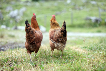 Fototapeta na wymiar Freilaufende Bio Hühner mit Hahn