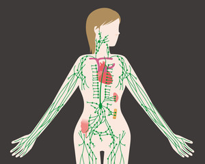 woman's lymph system anatomical chart, vector illustration