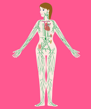 woman's lymph system anatomical chart, vector illustration