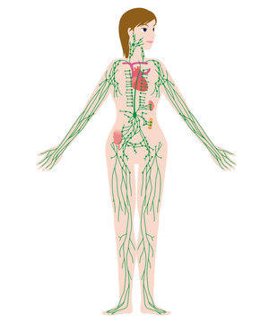 woman's lymph system anatomical chart, vector illustration