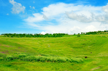 green field and blue sky with light clouds